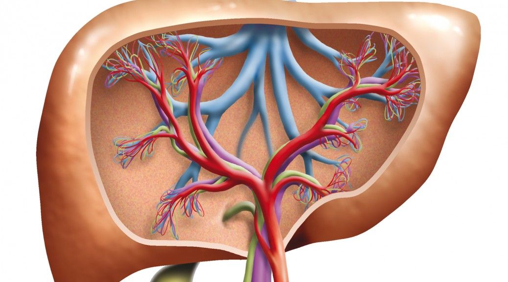 do-you-have-high-liver-enzymes-or-a-fatty-liver-liversupport