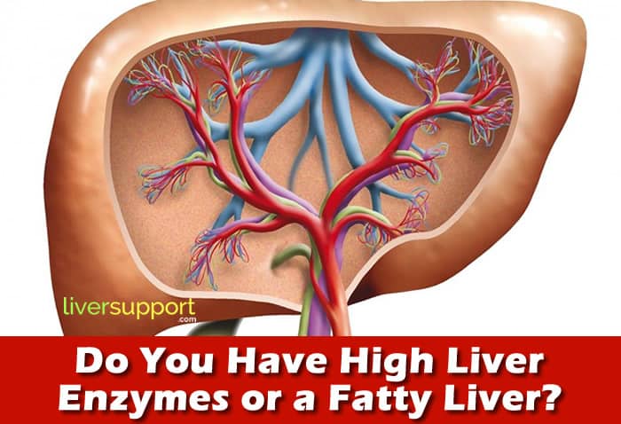 Do You Have High Liver Enzymes Or A Fatty Liver LiverSupport