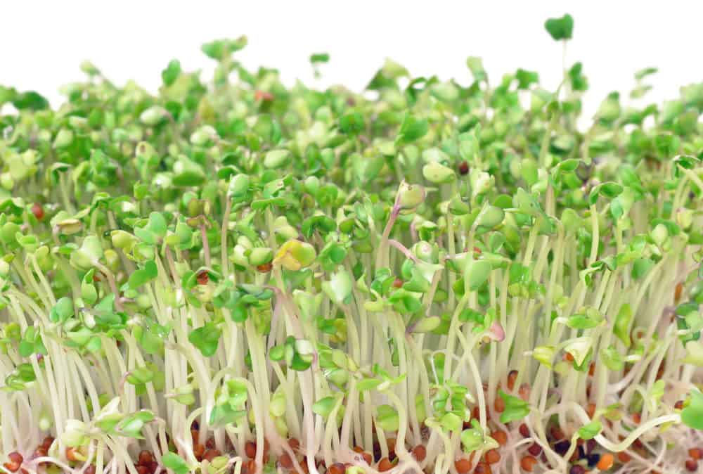 did-you-know-broccoli-sprouts