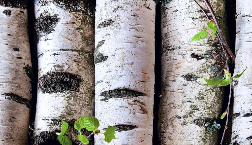 What Is Birch Water? Benefits and Downsides