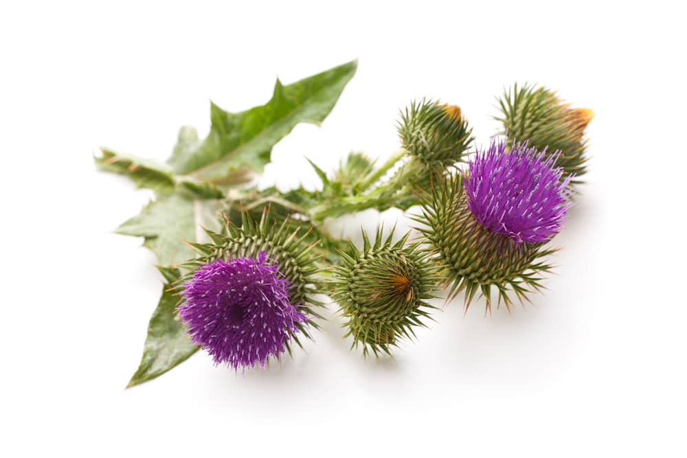 Milk thistle is another natural ingredient can help support the health of your liver.